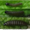 musch proto larva2 volg1 